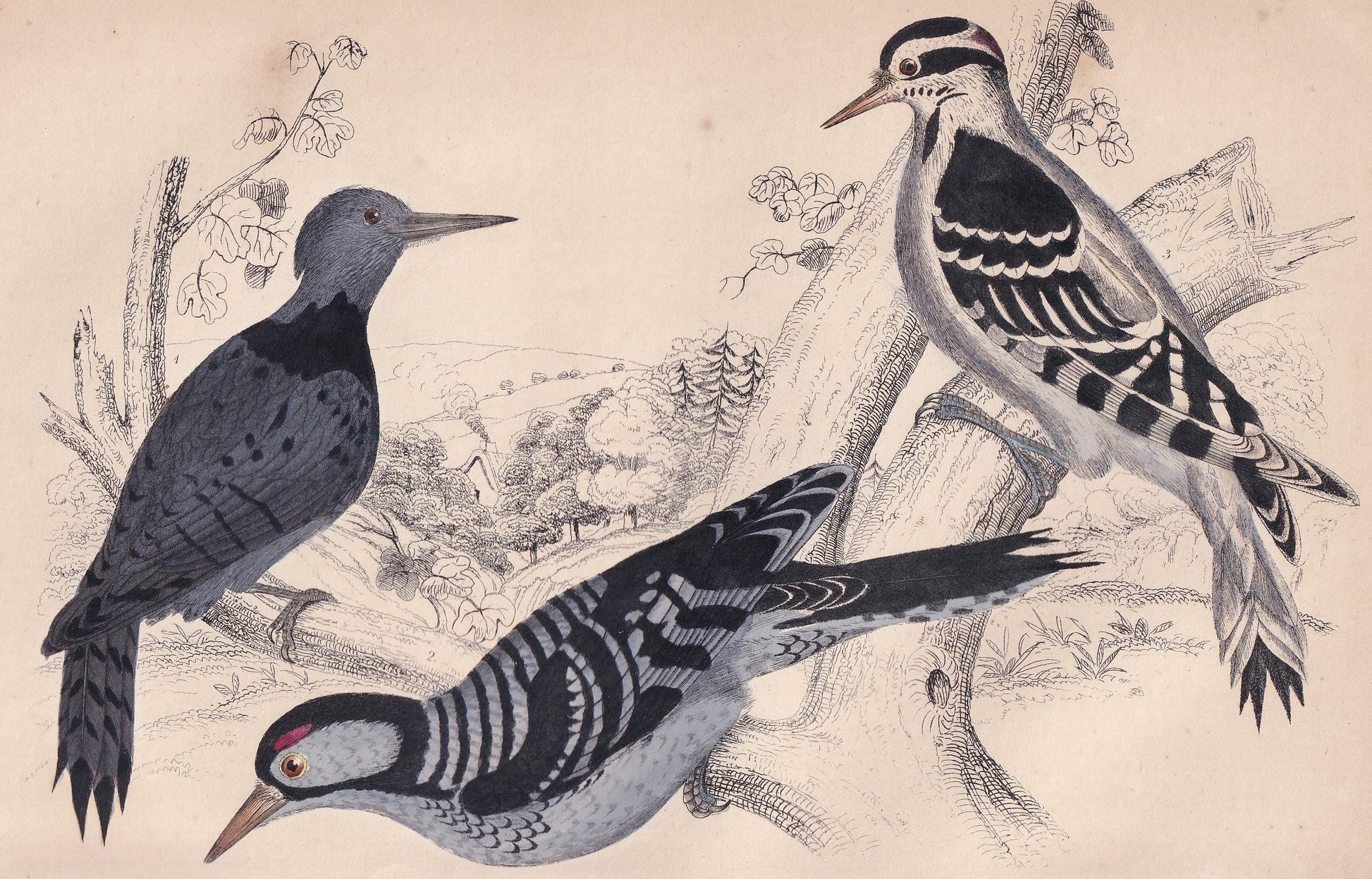 1850 WOODPECKER Print - Original Hand-Coloured Engraving - Bird Wall Art - Antique Bird Print - Woodpecker Decor - 10 x 6.4 Inches