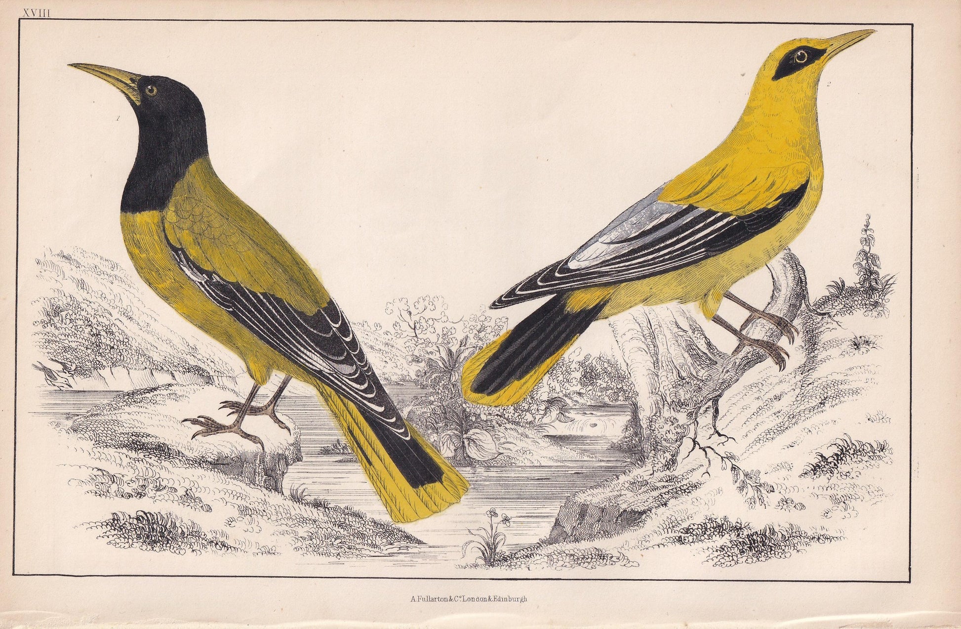 1850 BLACK-HEADED ORIOLE & Black-Cheeked Oriole Print - Original Hand-Coloured Engraving - Bird Wall Art - Antique - 10 x 6.4 Inches