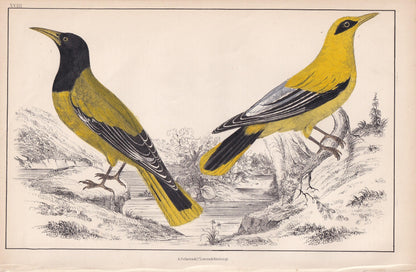 1850 BLACK-HEADED ORIOLE & Black-Cheeked Oriole Print - Original Hand-Coloured Engraving - Bird Wall Art - Antique - 10 x 6.4 Inches