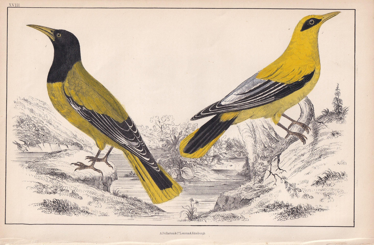 1850 BLACK-HEADED ORIOLE & Black-Cheeked Oriole Print - Original Hand-Coloured Engraving - Bird Wall Art - Antique - 10 x 6.4 Inches