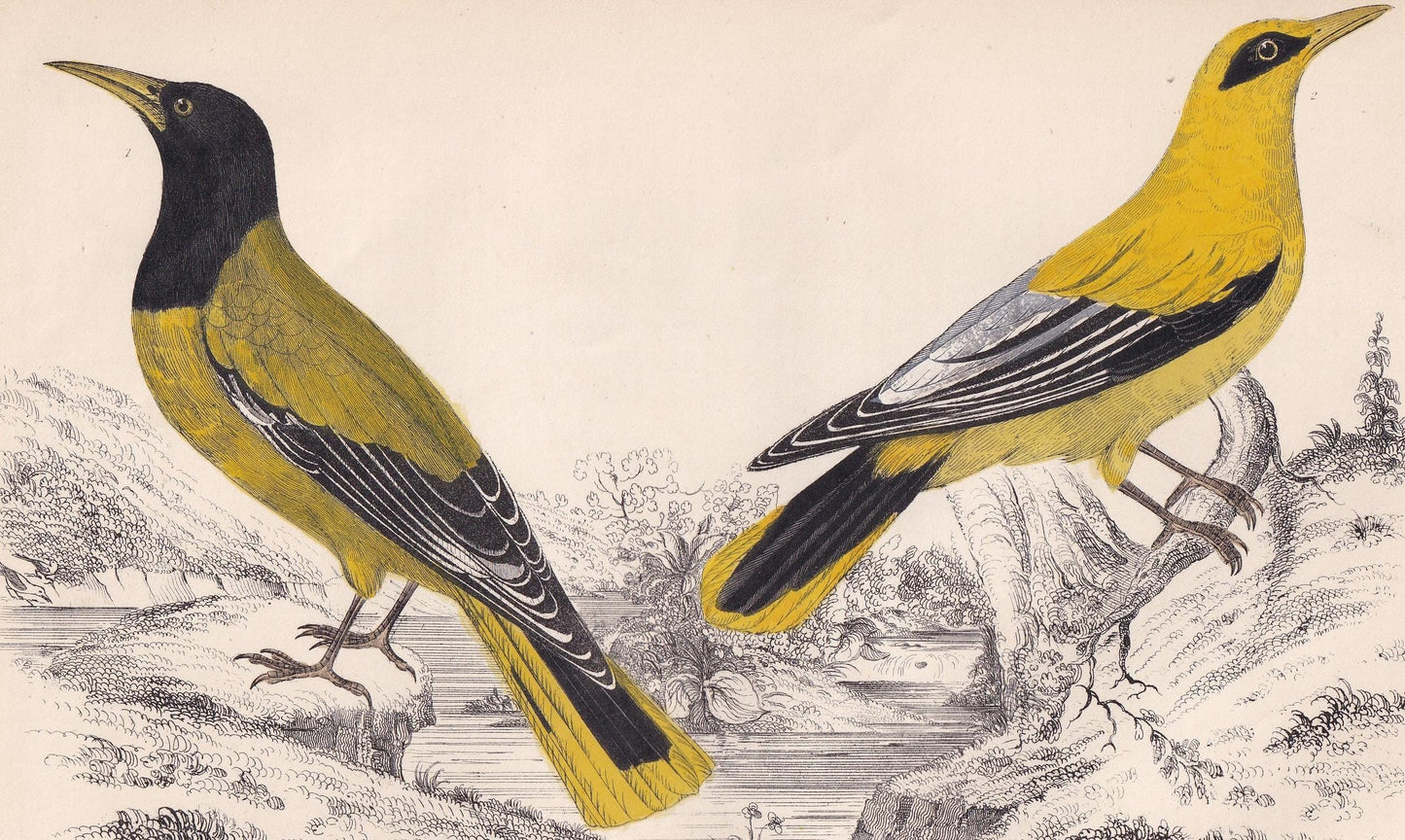1850 BLACK-HEADED ORIOLE & Black-Cheeked Oriole Print - Original Hand-Coloured Engraving - Bird Wall Art - Antique - 10 x 6.4 Inches