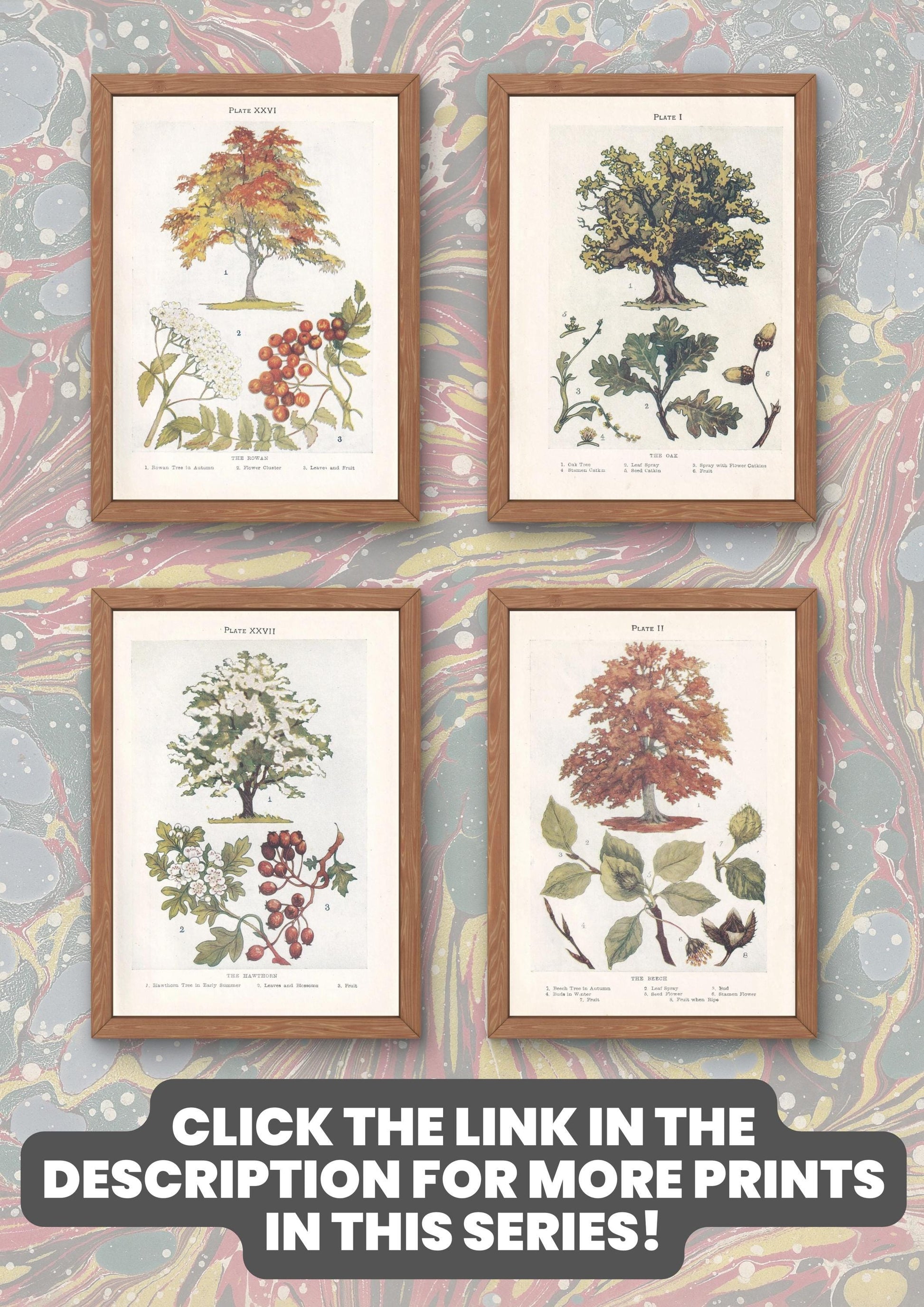 1910 HORSE CHESTNUT TREE Print - Original Antique Tree Print - Tree Wall Art - Plant Wall Art - 113 Years Old - 6.25 x 4.25 Inches