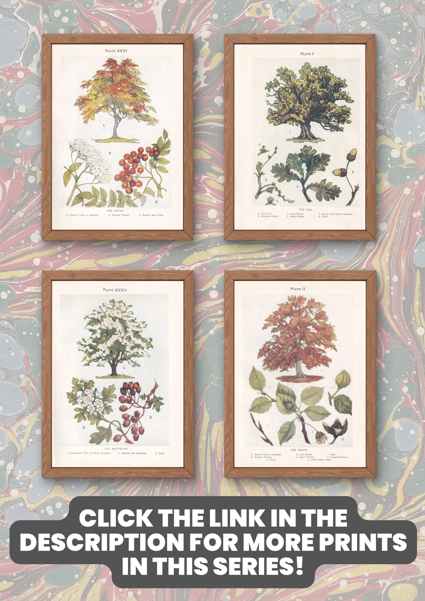 1910 BIRCH TREE Print - Original Antique Tree Print - Tree Wall Art - Plant Wall Art - 113 Years Old - 6.25 x 4.25 Inches