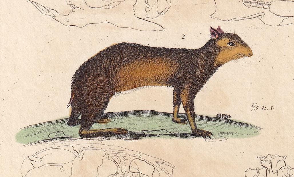 1834 GUINEA PIG, ACOUCHI & Paca Print - Hand-Coloured Antique Print - Cuvier - Animal Wall Art - Animal Gift Decor - 5.3 x 8.2 Inches