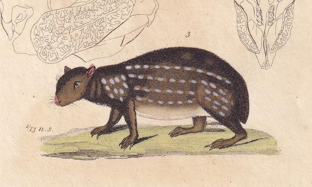 1834 GUINEA PIG, ACOUCHI & Paca Print - Hand-Coloured Antique Print - Cuvier - Animal Wall Art - Animal Gift Decor - 5.3 x 8.2 Inches