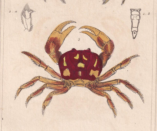 1834 CRABS Print - Hand-Coloured Antique Print - Cuvier - Animal Wall Art - Sea Life Gift Decor - Ocean Crab Lithograph - 5.3