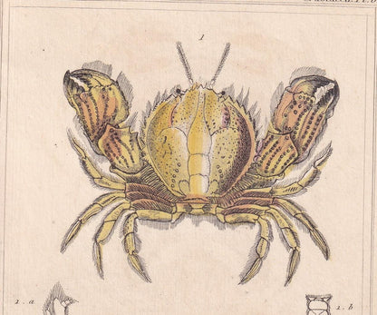 1834 CRABS Print - Hand-Coloured Antique Print - Cuvier - Animal Wall Art - Sea Life Gift Decor - Ocean Crab Lithograph - 5.3 x 8.2 Inches