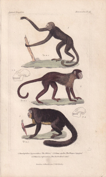 1834 CAPUCHIN & SAKI MONKEY Print - Hand-Coloured Antique Print - Cuvier - Animal Wall Art - Monkey Gift Decor - 5.3 x 8.2 Inches