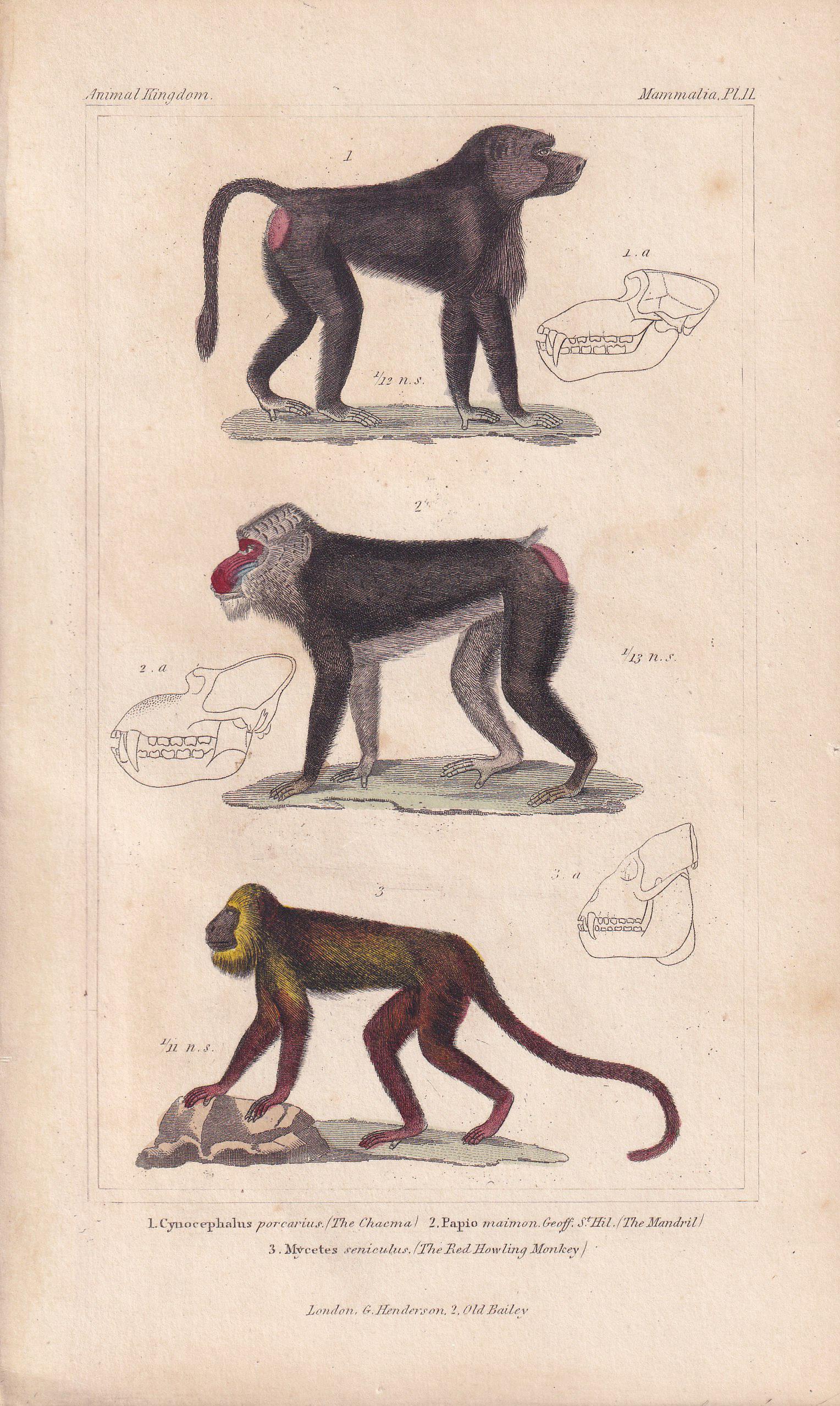 1834 BABOON, MANDRIL & Red Howler Monkey Print - Hand-Coloured Antique Print - Cuvier - Animal Wall Art - Gift Decor - 5.3 x 8.2 Inches
