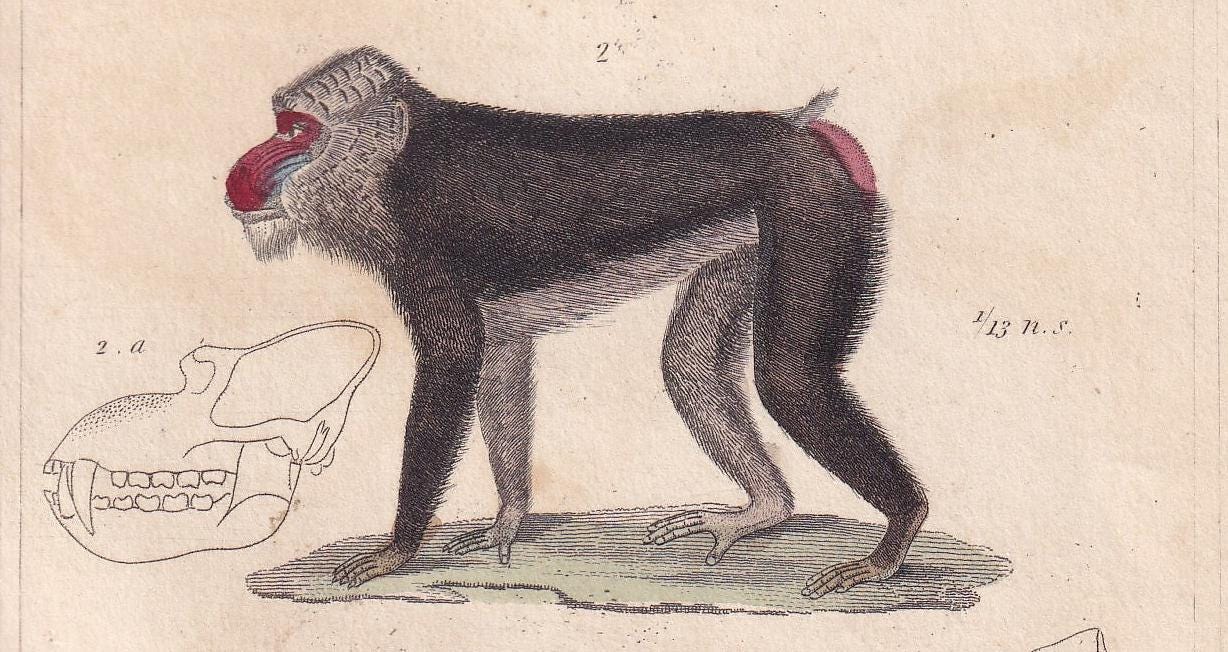1834 BABOON, MANDRIL & Red Howler Monkey Print - Hand-Coloured Antique Print - Cuvier - Animal Wall Art - Gift Decor - 5.3 x 8.2 Inches