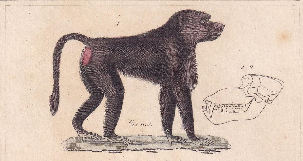 1834 BABOON, MANDRIL & Red Howler Monkey Print - Hand-Coloured Antique Print - Cuvier - Animal Wall Art - Gift Decor - 5.3 x 8.2 Inches