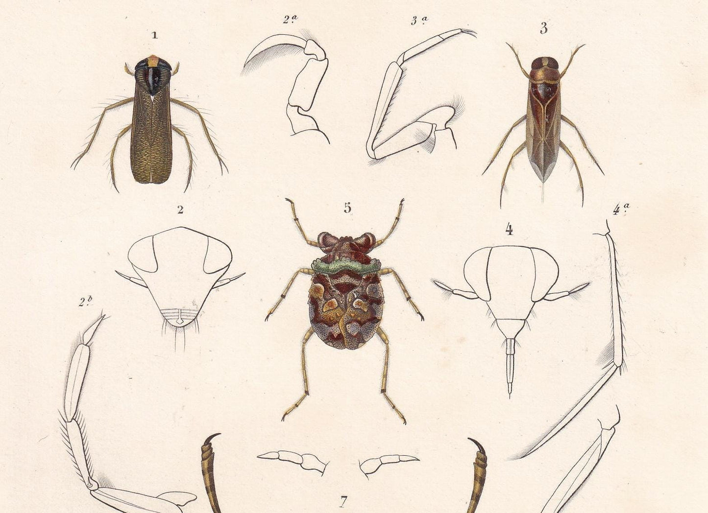 1861 GIANT WATER BUG, Toad Bug Print - Hand-Coloured Antique Print - Orbigny - Insect Wall Art - Gift Decor - 5.75 x 9.75 Inches