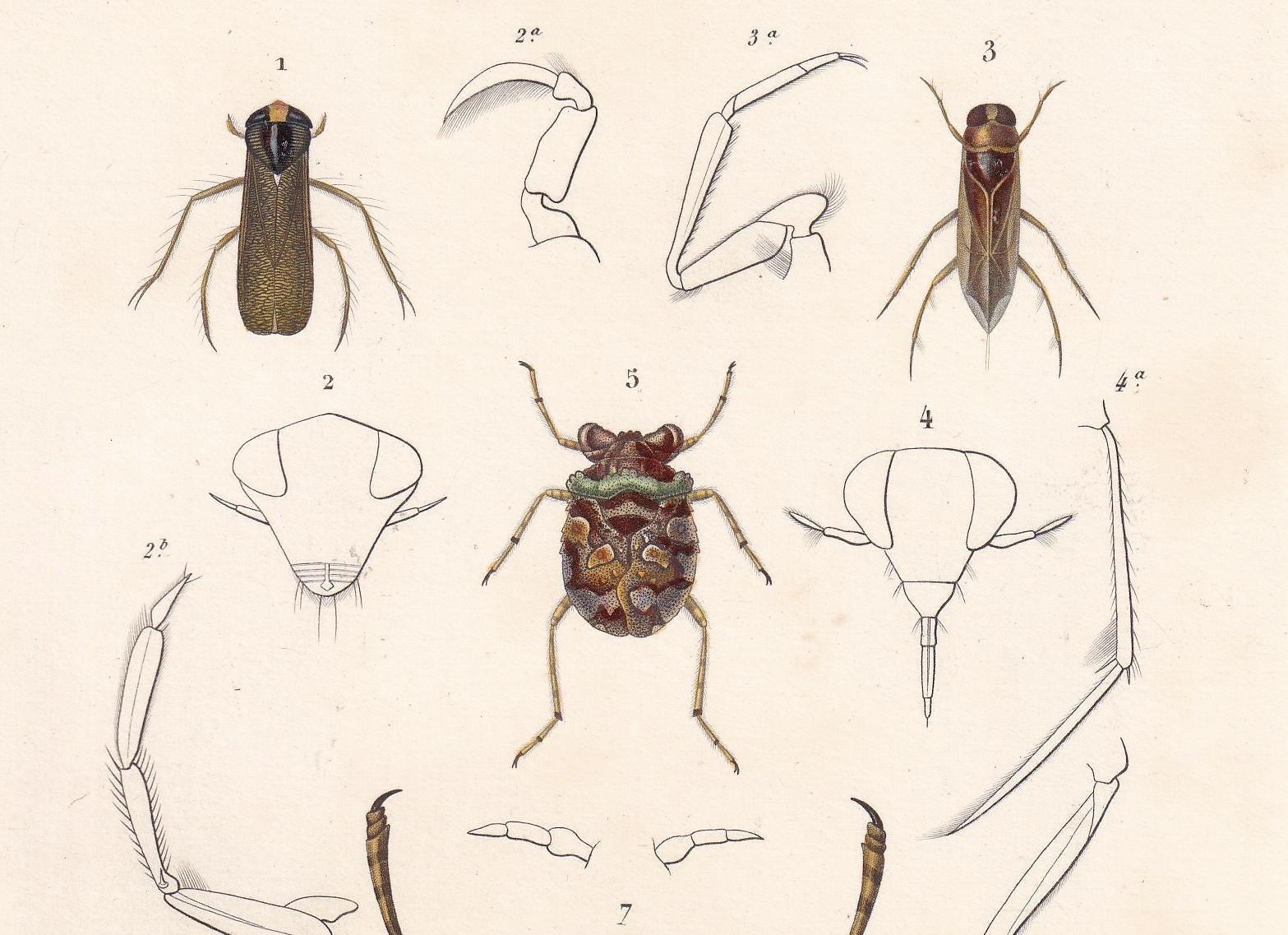 1861 GIANT WATER BUG, Toad Bug Print - Hand-Coloured Antique Print - Orbigny - Insect Wall Art - Gift Decor - 5.75 x 9.75 Inches