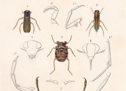 1861 GIANT WATER BUG, Toad Bug Print - Hand-Coloured Antique Print - Orbigny - Insect Wall Art - Gift Decor - 5.75 x 9.75 Inches