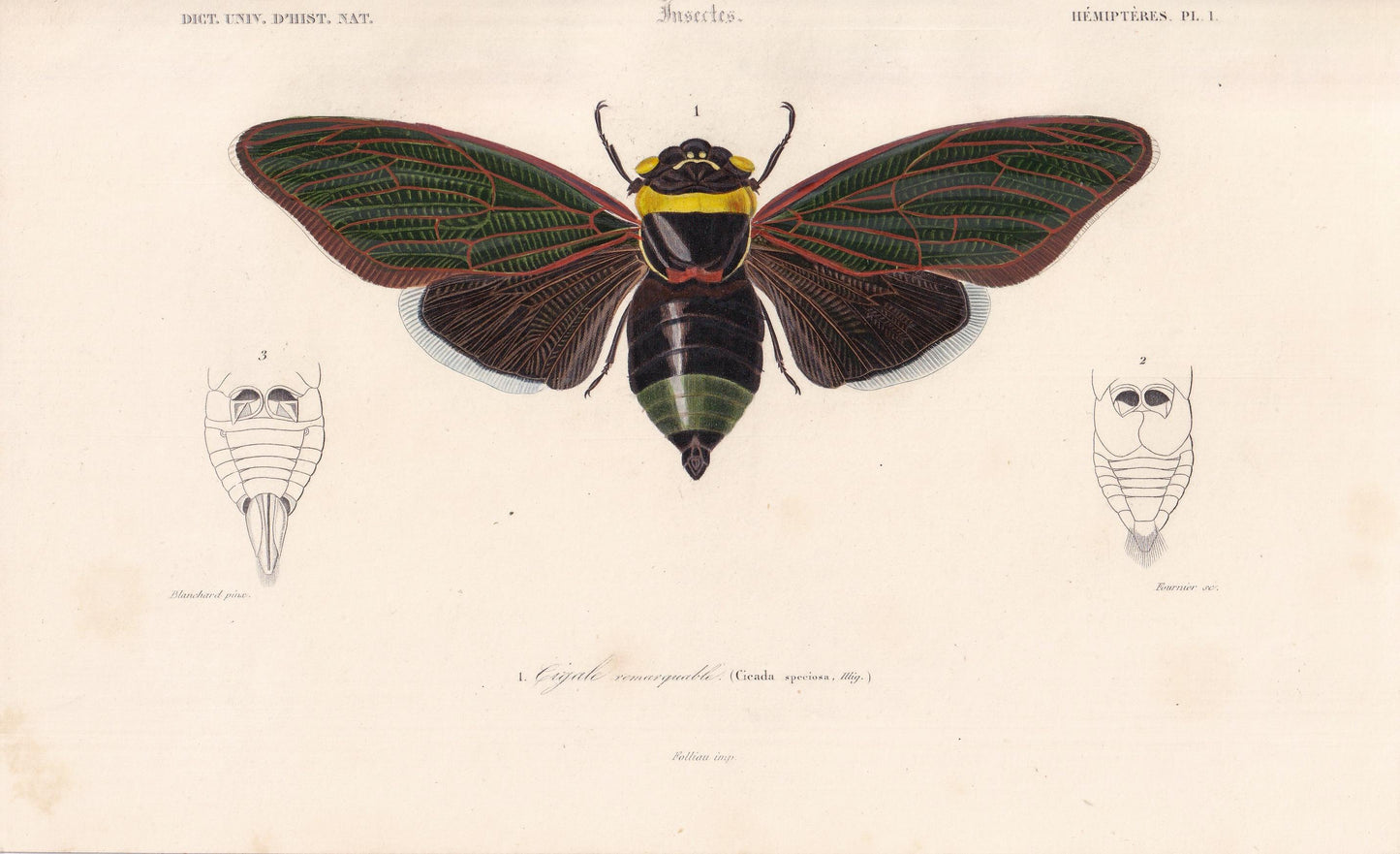 1861 CICADA Print - Hand-Coloured Antique Print - Orbigny - Insect Wall Art - Gift Decor - 5.75 x 9.75 Inches
