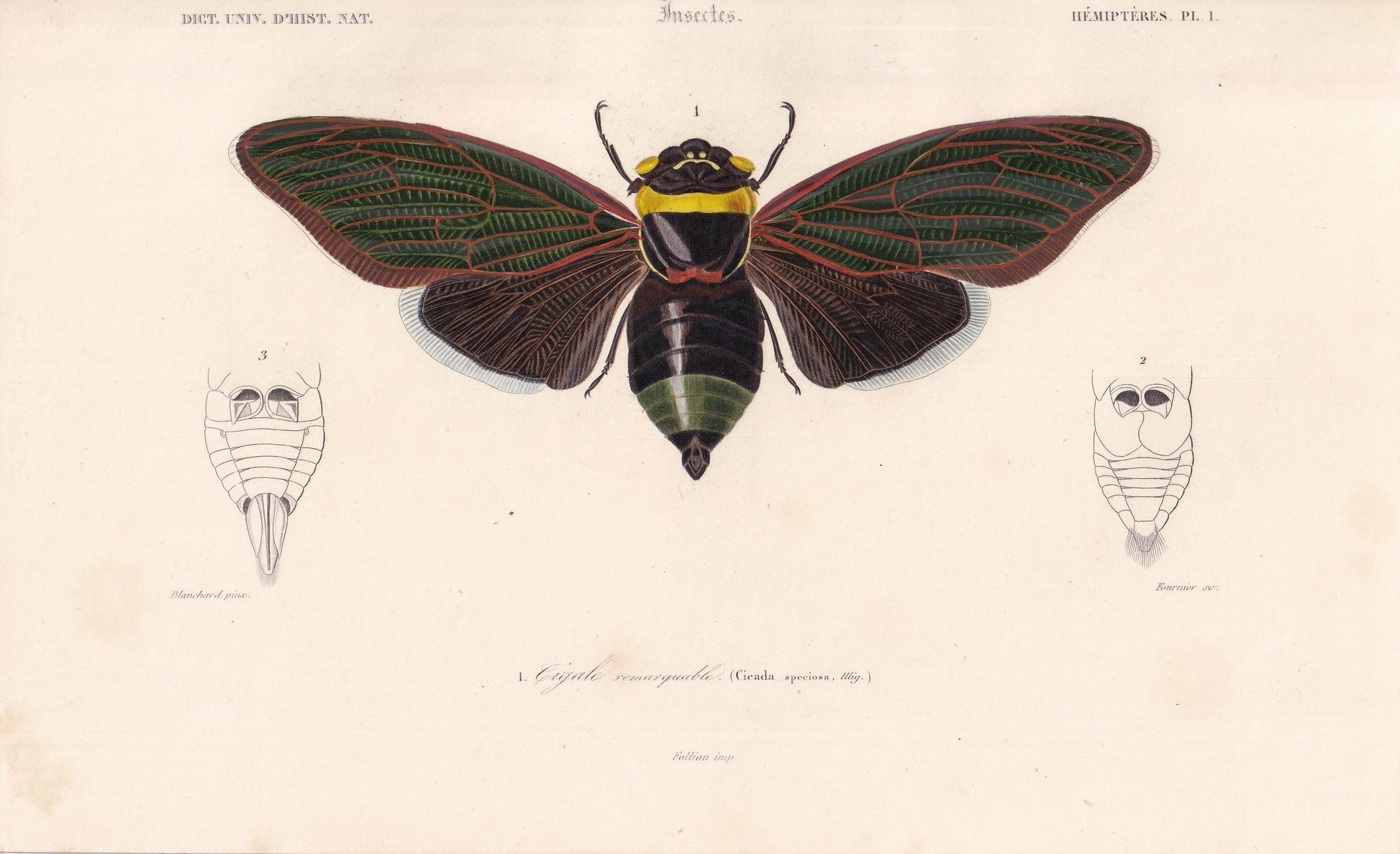 1861 CICADA Print - Hand-Coloured Antique Print - Orbigny - Insect Wall Art - Gift Decor - 5.75 x 9.75 Inches