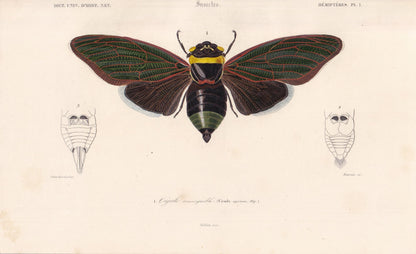 1861 CICADA Print - Hand-Coloured Antique Print - Orbigny - Insect Wall Art - Gift Decor - 5.75 x 9.75 Inches