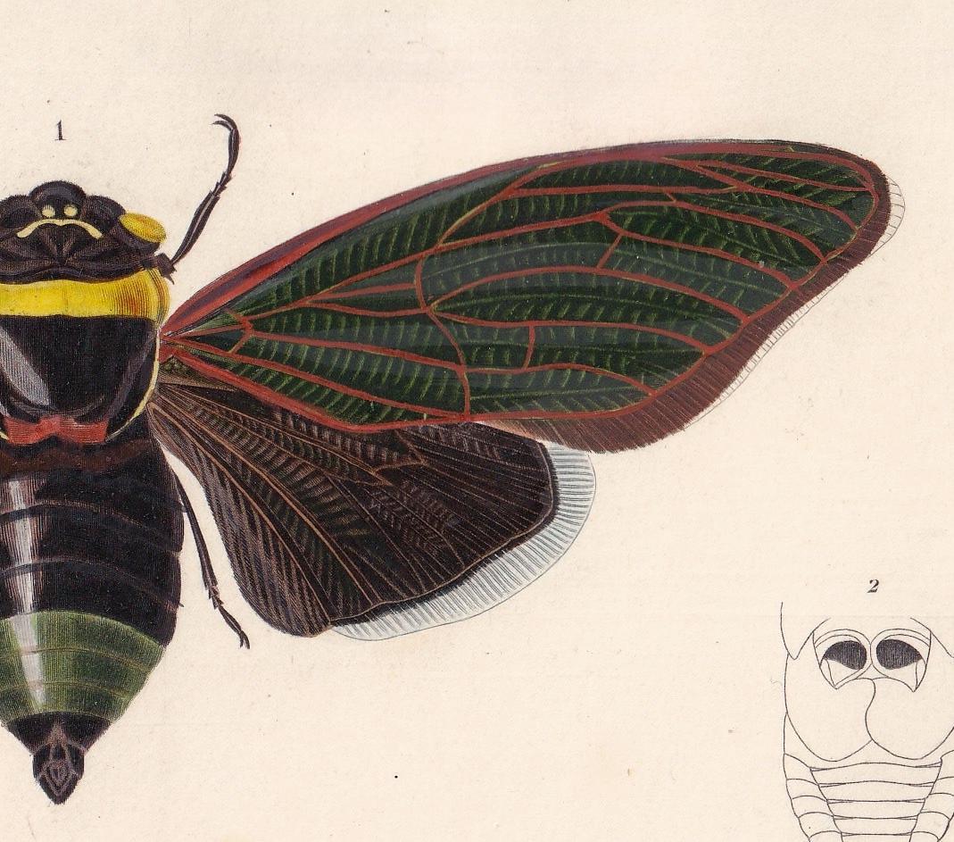 1861 CICADA Print - Hand-Coloured Antique Print - Orbigny - Insect Wall Art - Gift Decor - 5.75 x 9.75 Inches