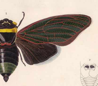 1861 CICADA Print - Hand-Coloured Antique Print - Orbigny - Insect Wall Art - Gift Decor - 5.75 x 9.75 Inches