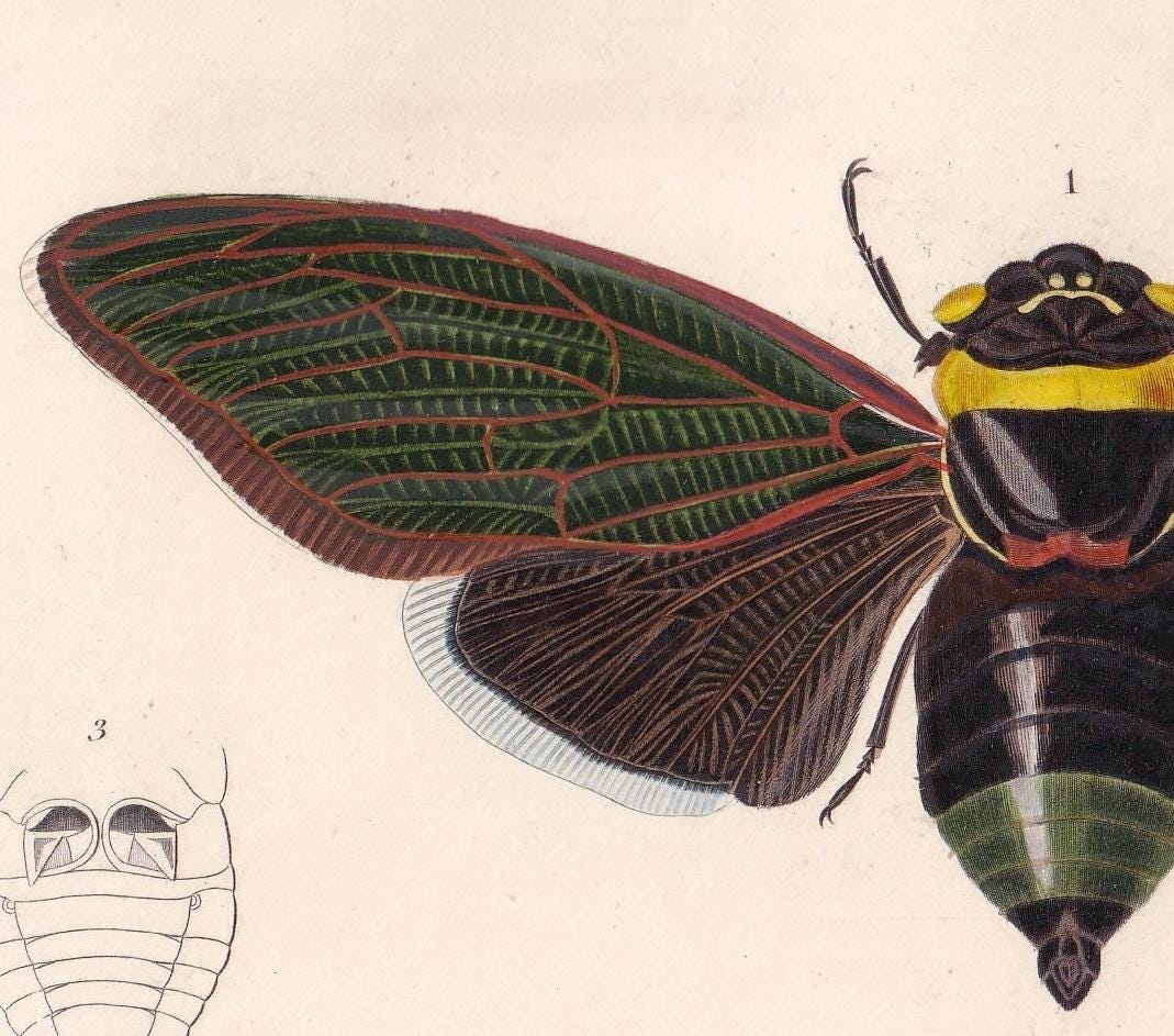 1861 CICADA Print - Hand-Coloured Antique Print - Orbigny - Insect Wall Art - Gift Decor - 5.75 x 9.75 Inches
