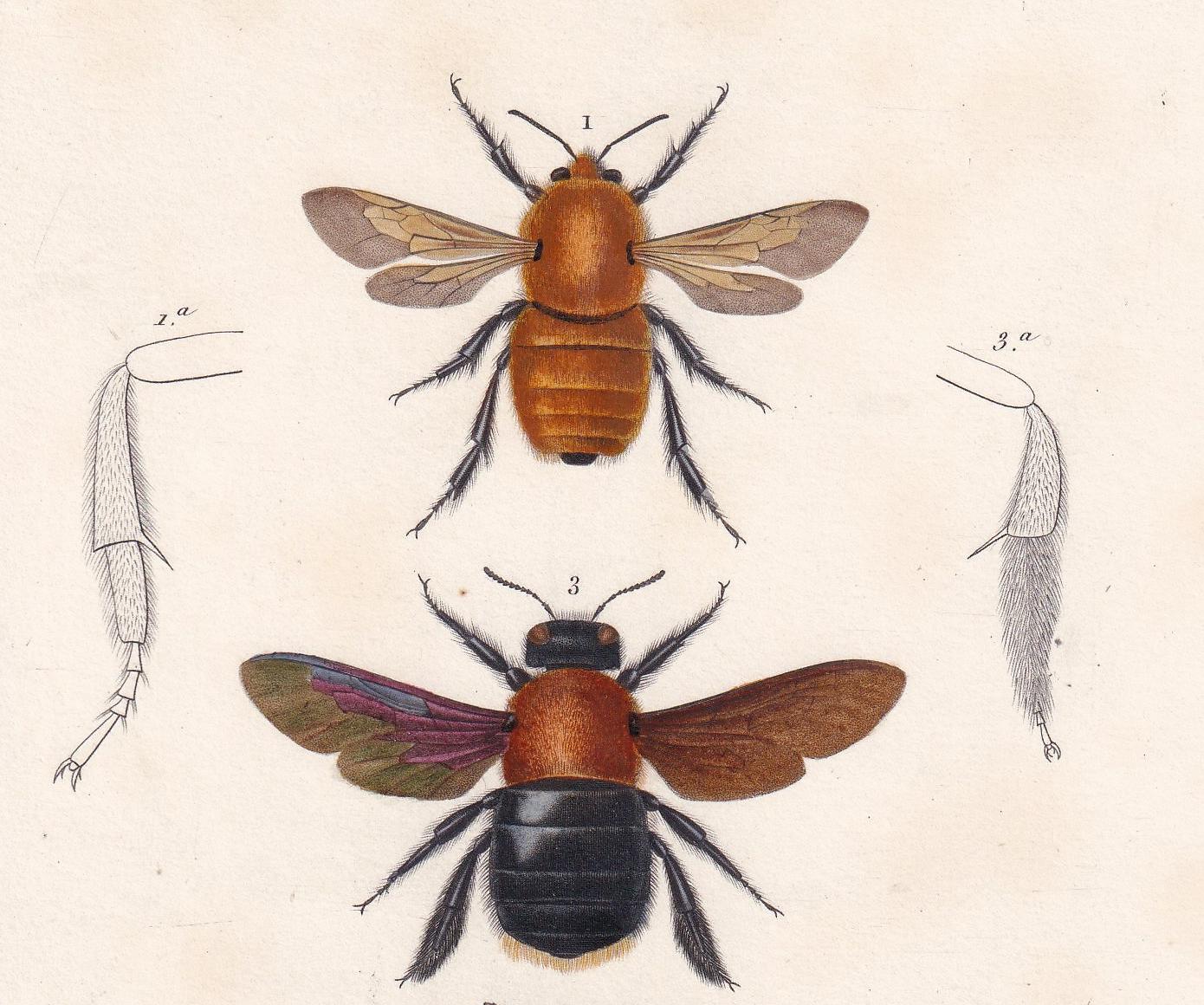1861 BEES Print, Carpenter Bee, Melecta, Bumblebee - Hand-Coloured Antique Print - Orbigny - Insect Art - Gift Decor - 5.75 x