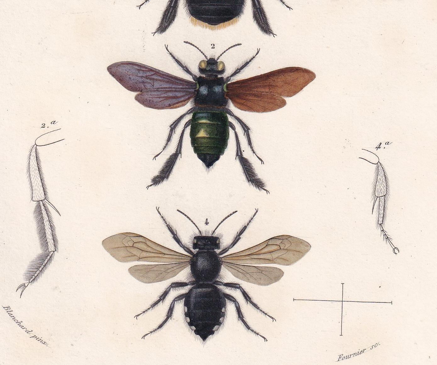 1861 BEES Print, Carpenter Bee, Melecta, Bumblebee - Hand-Coloured Antique Print - Orbigny - Insect Art - Gift Decor - 5.75 x
