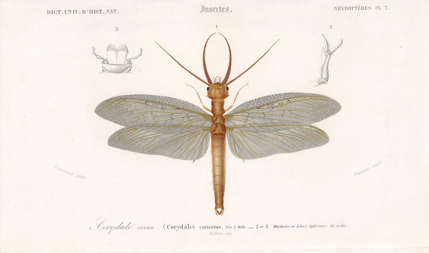 1861 DOBSONFLY Print - Hand-Coloured Antique Print - Orbigny - Insect Wall Art - Gift Decor - 5.75 x 9.75 Inches