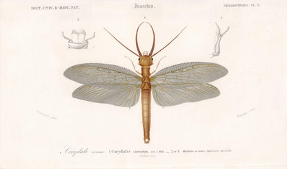 1861 DOBSONFLY Print - Hand-Coloured Antique Print - Orbigny - Insect Wall Art - Gift Decor - 5.75 x 9.75 Inches