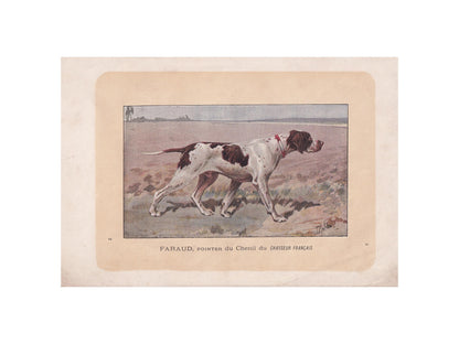 1896 ENGLISH POINTER DOG Print - Original Antique Hunting Dog Print - Dog Wall Art Gift - Animal Art - Dog Lover - 10 x 7 Inches