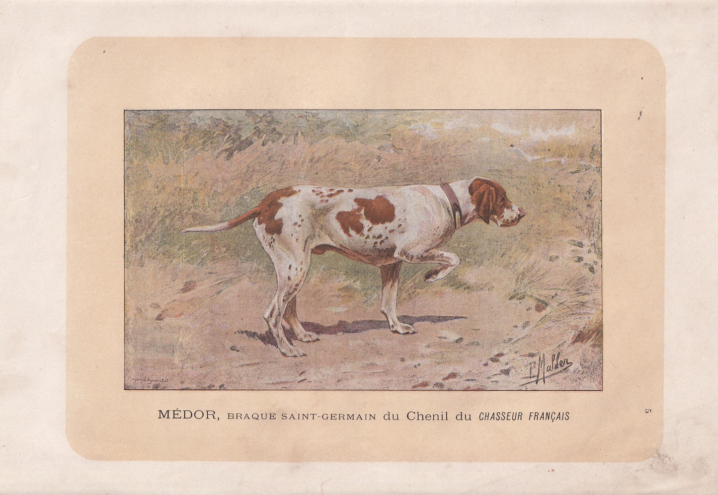 1896 BRAQUE SAINT GERMAIN Dog Print - Original Antique Hunting Dog Print - Dog Wall Art Gift - Animal Art - Dog Lover - 10 x 7 Inches