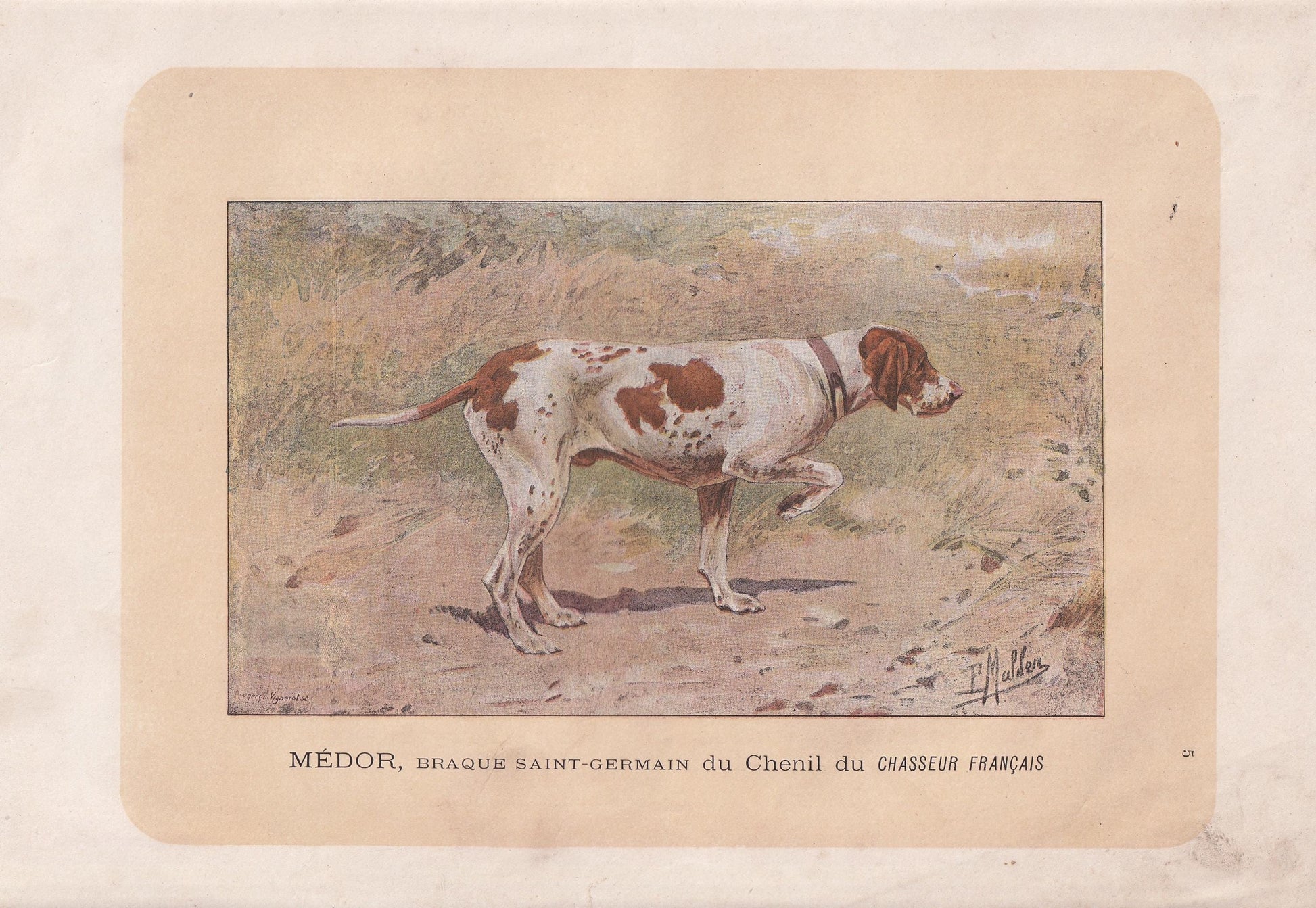 1896 BRAQUE SAINT GERMAIN Dog Print - Original Antique Hunting Dog Print - Dog Wall Art Gift - Animal Art - Dog Lover - 10 x 7 Inches