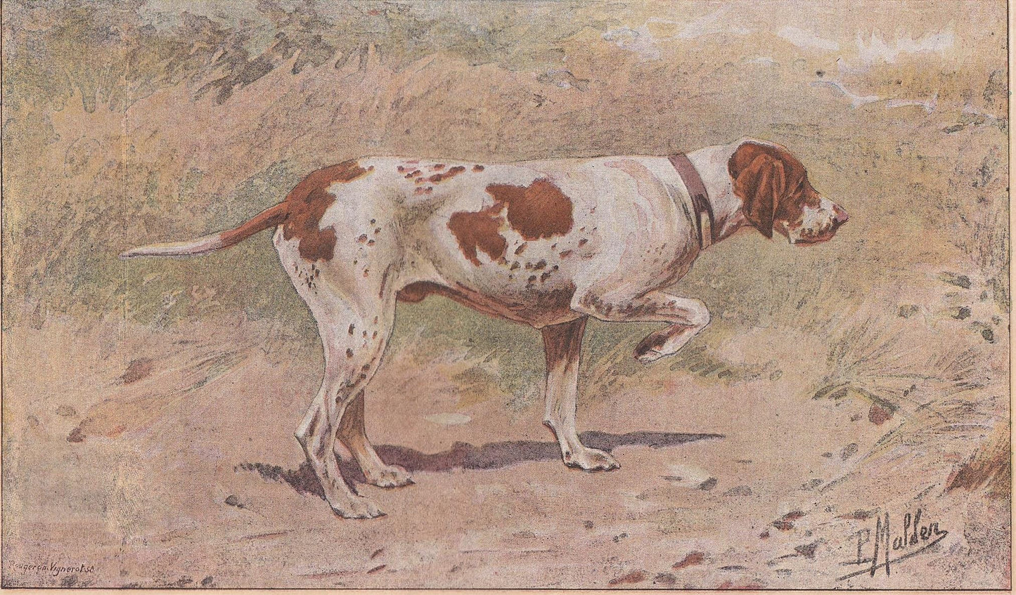 1896 BRAQUE SAINT GERMAIN Dog Print - Original Antique Hunting Dog Print - Dog Wall Art Gift - Animal Art - Dog Lover - 10 x 7 Inches