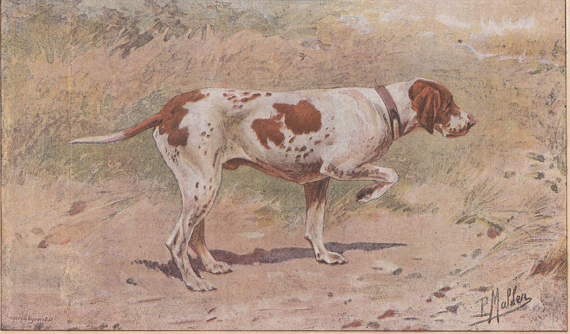 1896 BRAQUE SAINT GERMAIN Dog Print - Original Antique Hunting Dog Print - Dog Wall Art Gift - Animal Art - Dog Lover - 10 x 7 Inches