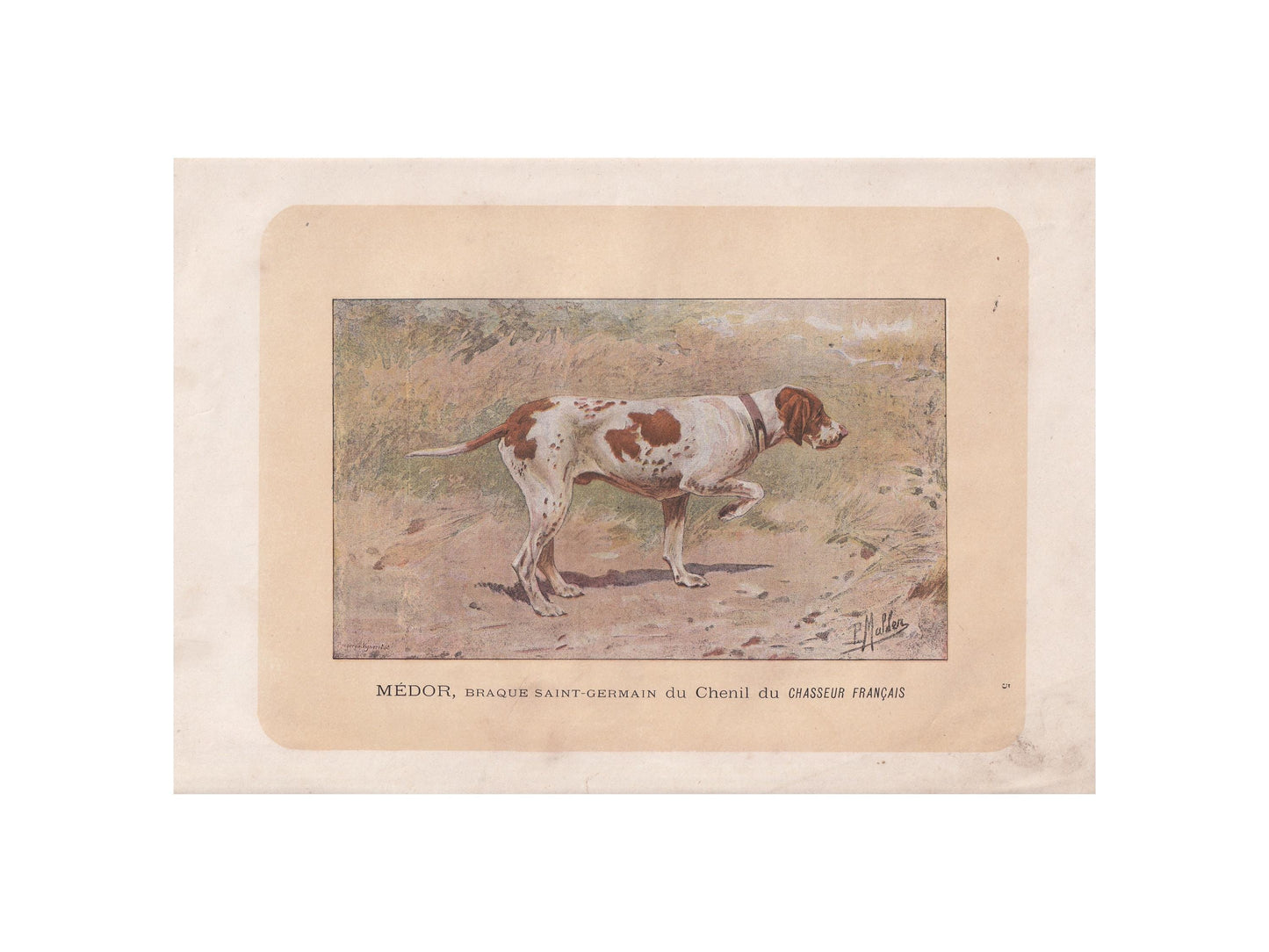 1896 BRAQUE SAINT GERMAIN Dog Print - Original Antique Hunting Dog Print - Dog Wall Art Gift - Animal Art - Dog Lover - 10 x 7 Inches