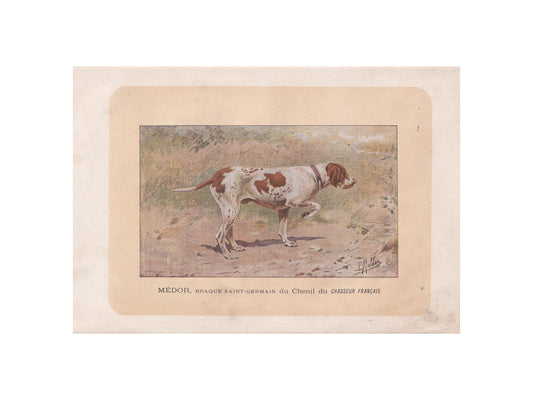 1896 BRAQUE SAINT GERMAIN Dog Print - Original Antique Hunting Dog Print - Dog Wall Art Gift - Animal Art - Dog Lover - 10 x 7 Inches