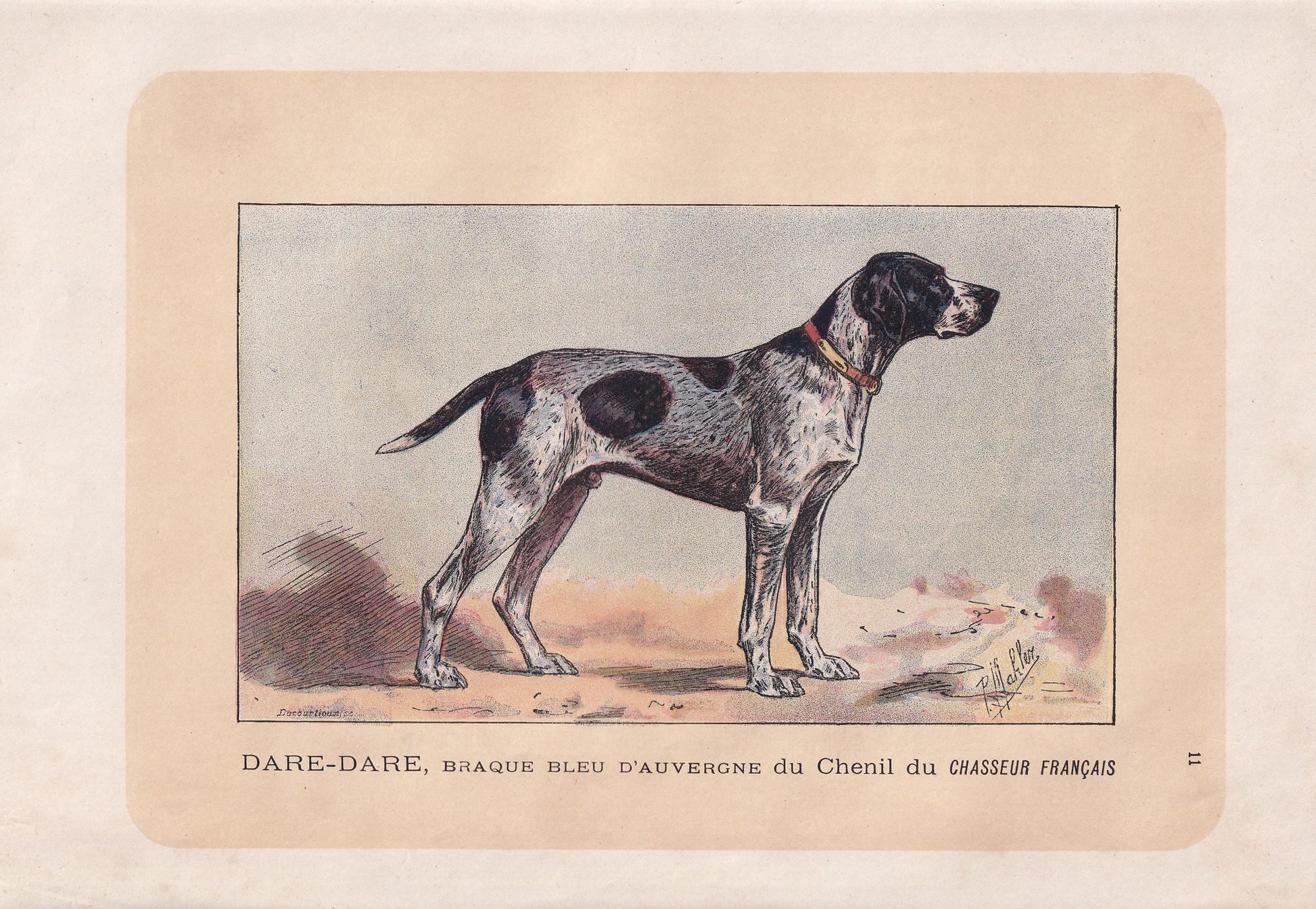 1896 AUVERGNE POINTER DOG Print - Original Antique Hunting Dog Print - Dog Wall Art Gift - Animal Art - Dog Lover - 10 x 7 Inches