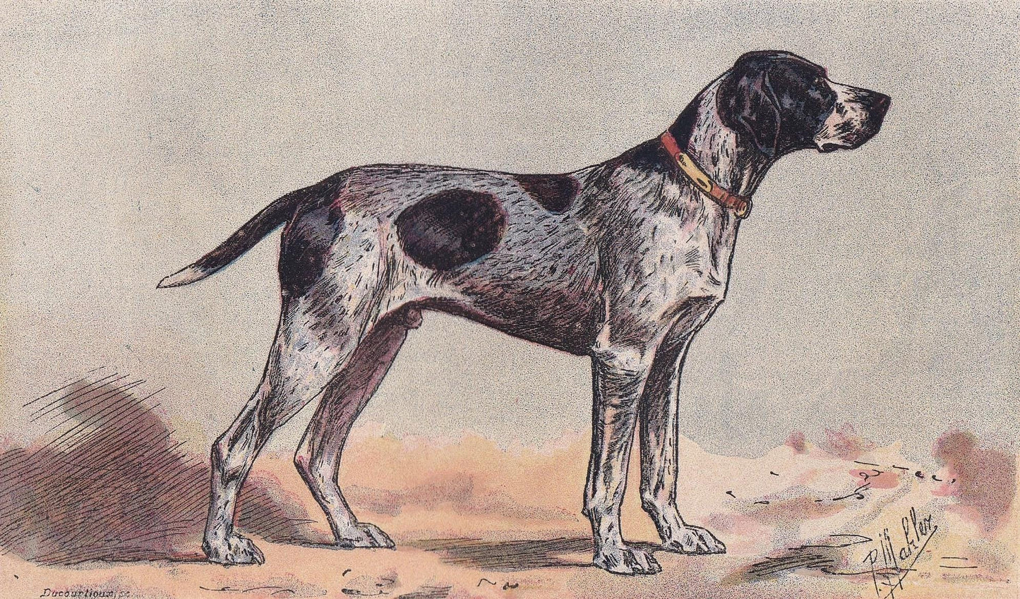 1896 AUVERGNE POINTER DOG Print - Original Antique Hunting Dog Print - Dog Wall Art Gift - Animal Art - Dog Lover - 10 x 7 Inches