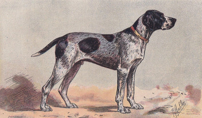 1896 AUVERGNE POINTER DOG Print - Original Antique Hunting Dog Print - Dog Wall Art Gift - Animal Art - Dog Lover - 10 x 7 Inches