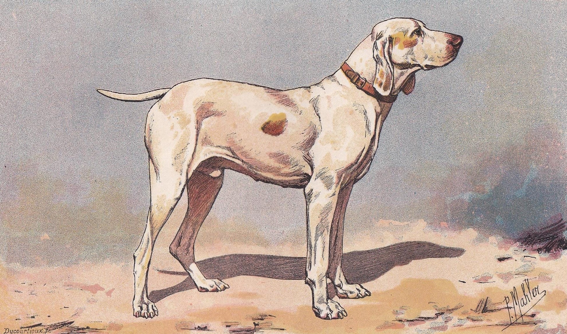 1896 ARIEGE POINTER DOG Print - Original Antique Hunting Dog Print - Dog Wall Art Gift - Animal Art - Dog Lover - 10 x 7 Inches