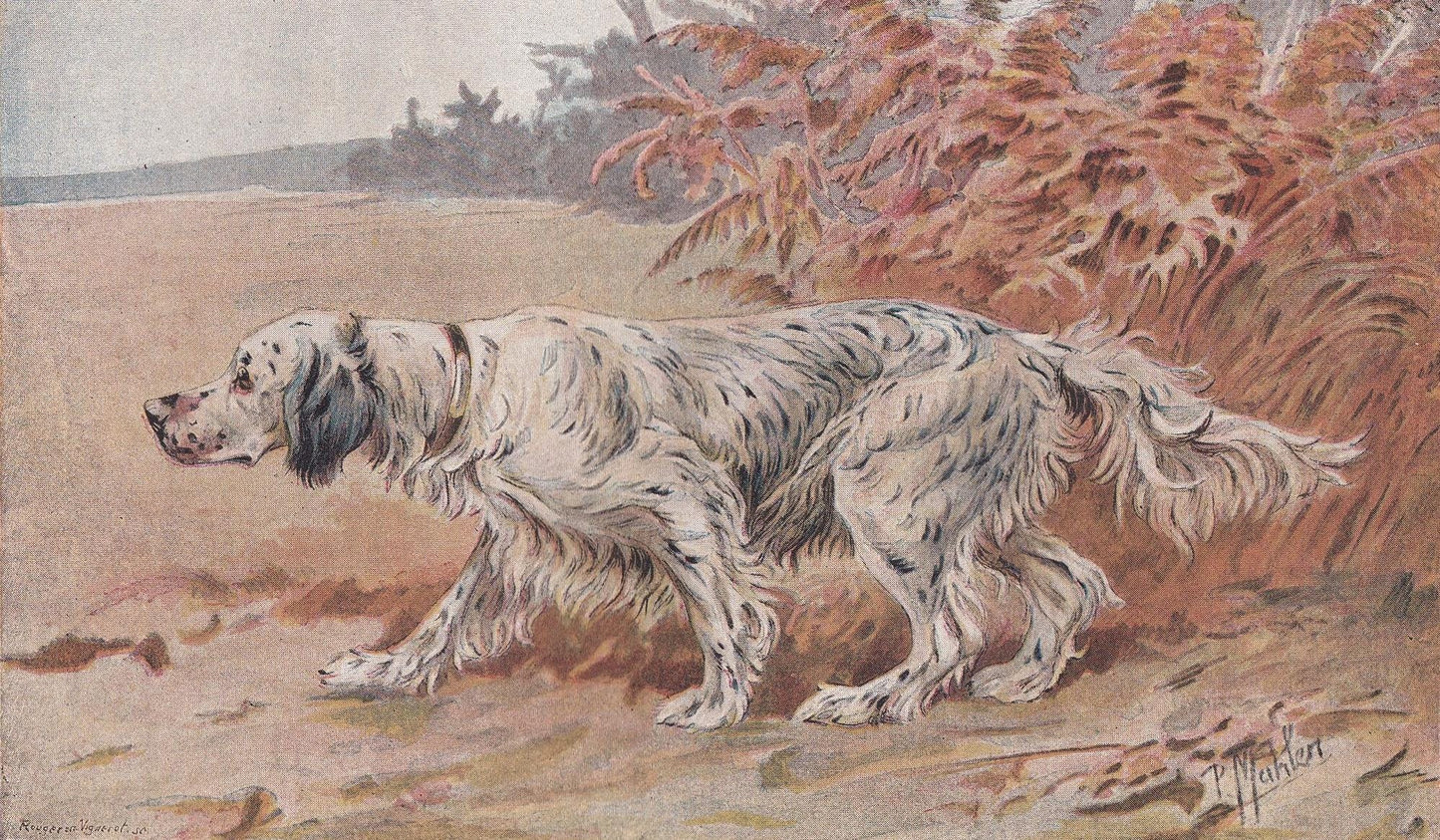 1896 ENGLISH SETTER DOG Print - Original Antique Hunting Dog Print - Dog Wall Art Gift - Animal Art - Dog Lover - 10 x 7 Inches