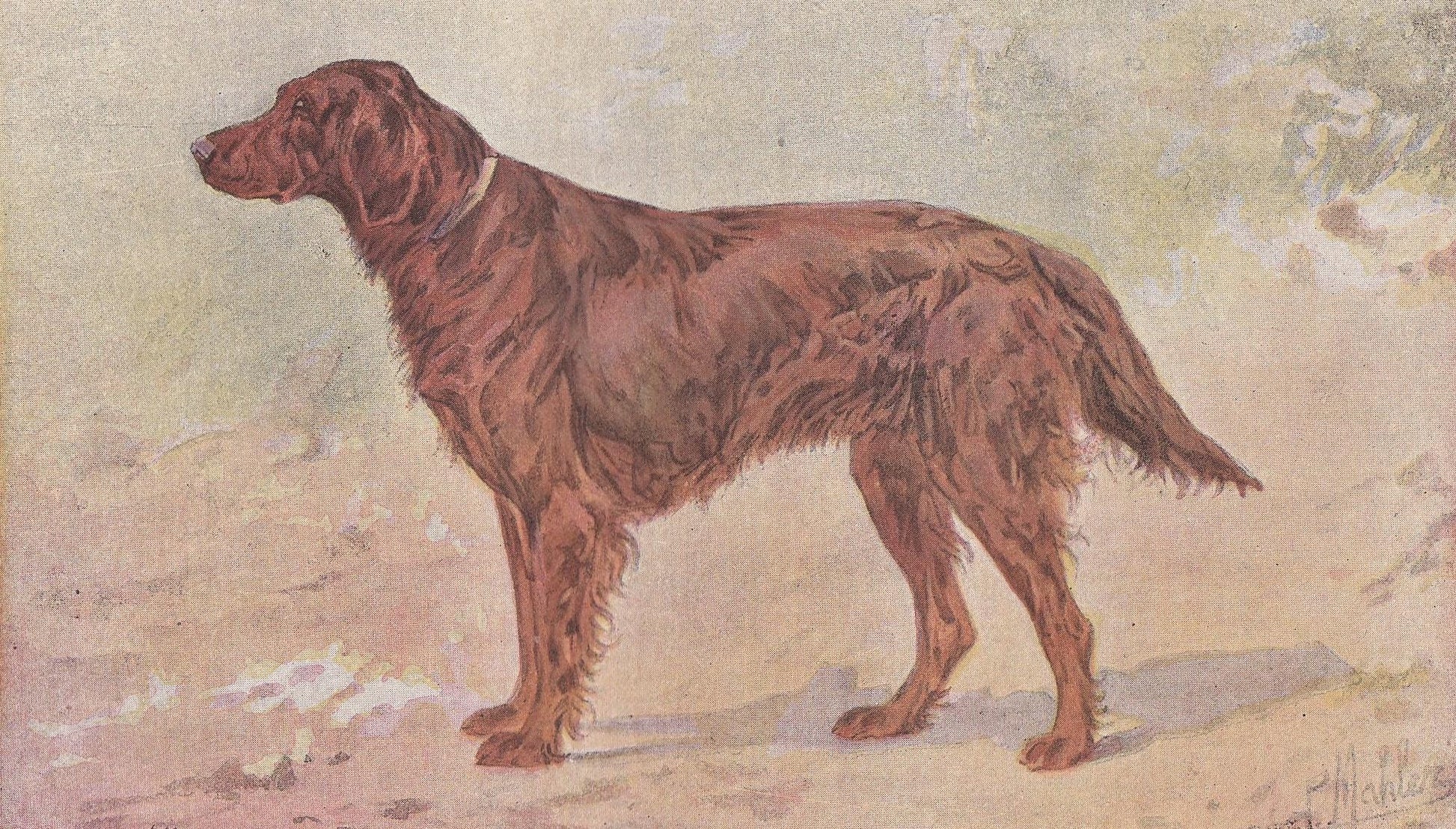 1896 IRISH SETTER DOG Print - Original Antique Hunting Dog Print - Dog Wall Art Gift - Animal Art - Dog Lover - 10 x 7 Inches