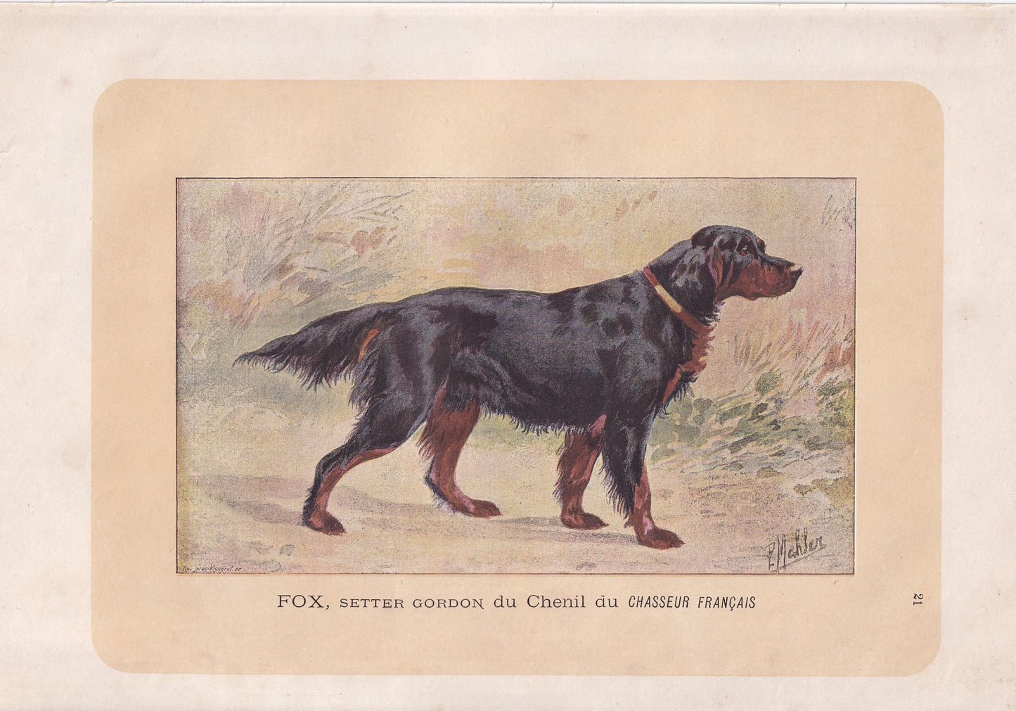 1896 GORDON SETTER DOG Print - Original Antique Hunting Dog Print - Dog Wall Art Gift - Animal Art - Dog Lover - 10 x 7 Inches