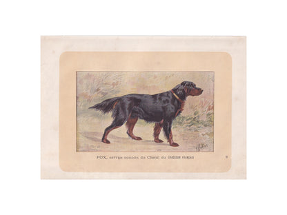1896 GORDON SETTER DOG Print - Original Antique Hunting Dog Print - Dog Wall Art Gift - Animal Art - Dog Lover - 10 x 7 Inches