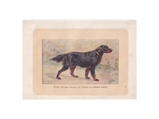1896 GORDON SETTER DOG Print - Original Antique Hunting Dog Print - Dog Wall Art Gift - Animal Art - Dog Lover - 10 x 7 Inches