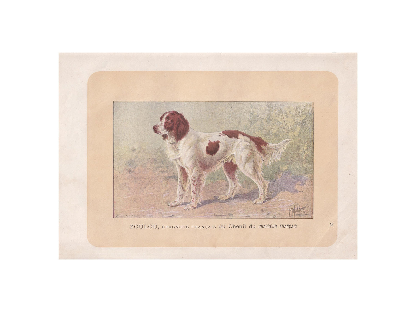 1896 FRENCH SPANIEL DOG Print - Original Antique Hunting Dog Print - Dog Wall Art Gift - Animal Art - Dog Lover - 10 x 7 Inches