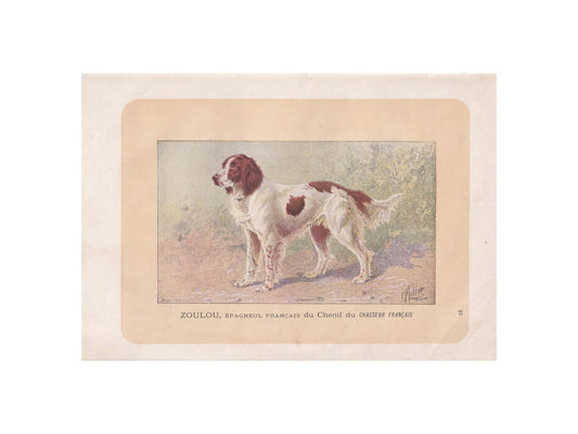 1896 FRENCH SPANIEL DOG Print - Original Antique Hunting Dog Print - Dog Wall Art Gift - Animal Art - Dog Lover - 10 x 7 Inches