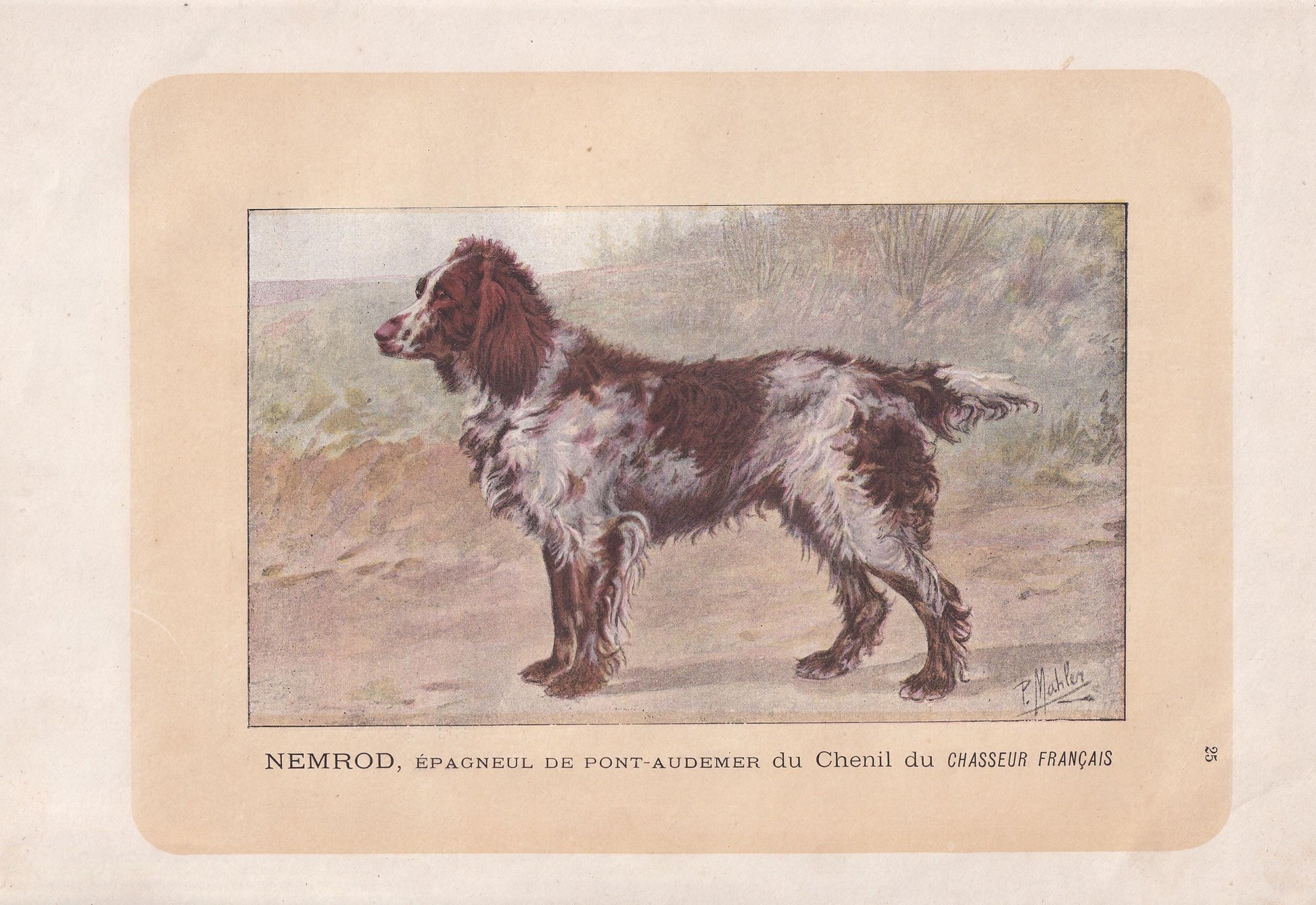 1896 PONT-AUDEMER SPANIEL Dog Print - Original Antique Hunting Dog Print - Dog Wall Art Gift - Animal Art - Dog Lover - 10 x 7 Inches