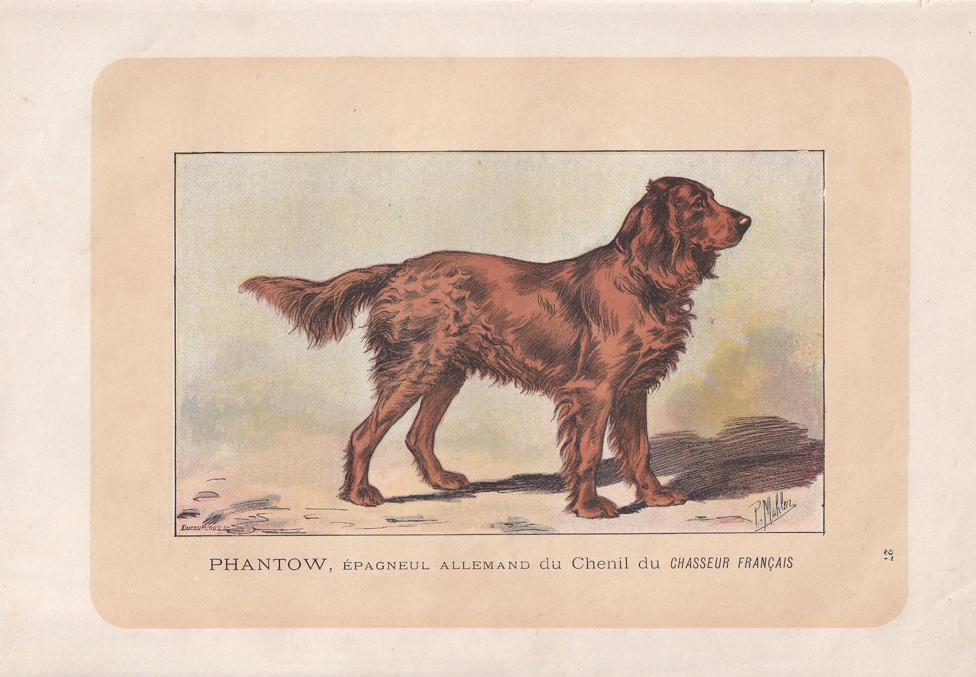 1896 GERMAN SPANIEL DOG Print - Original Antique Hunting Dog Print - Dog Wall Art Gift - Animal Art - Dog Lover - 10 x 7 Inches