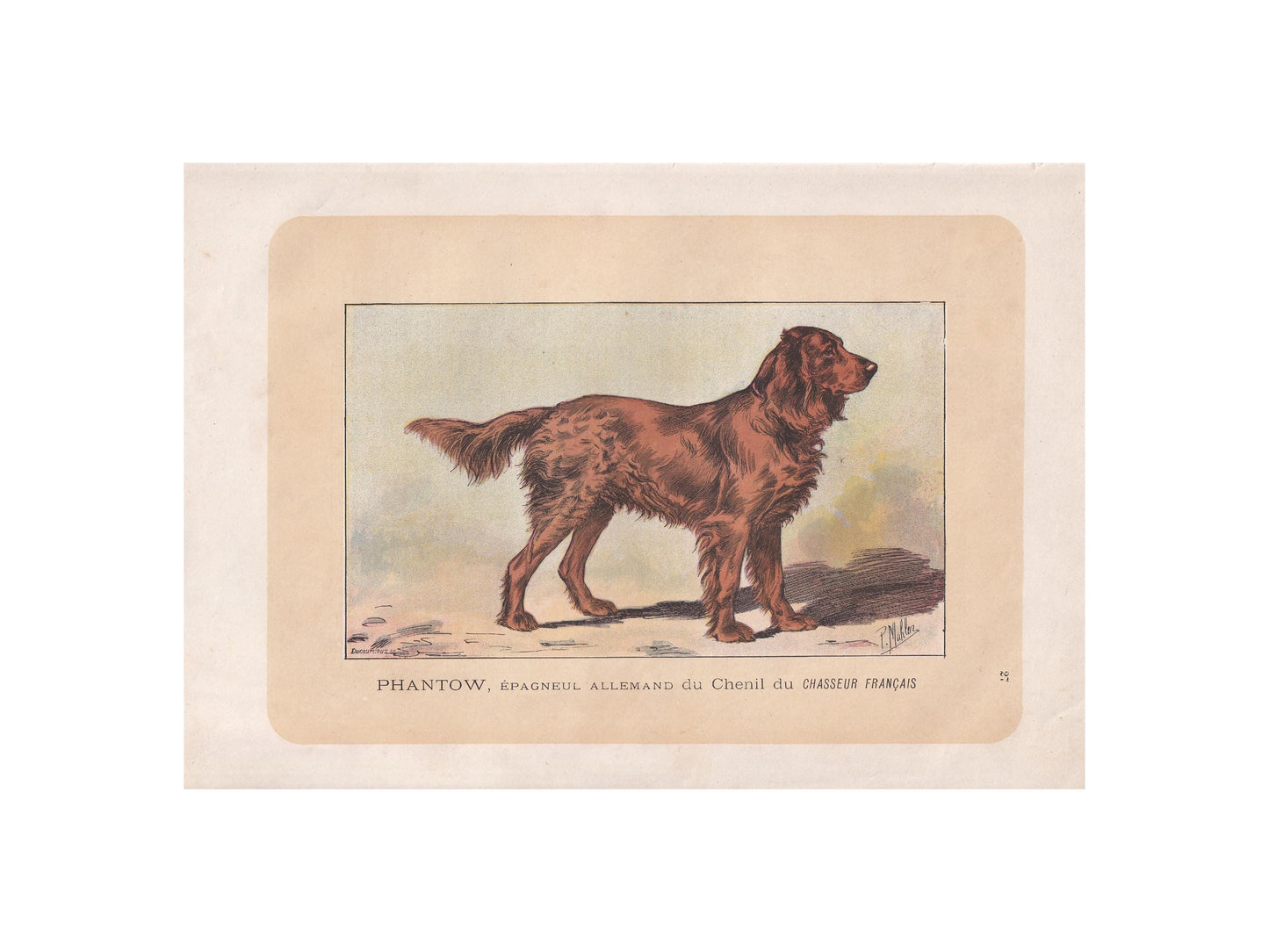 1896 GERMAN SPANIEL DOG Print - Original Antique Hunting Dog Print - Dog Wall Art Gift - Animal Art - Dog Lover - 10 x 7 Inches