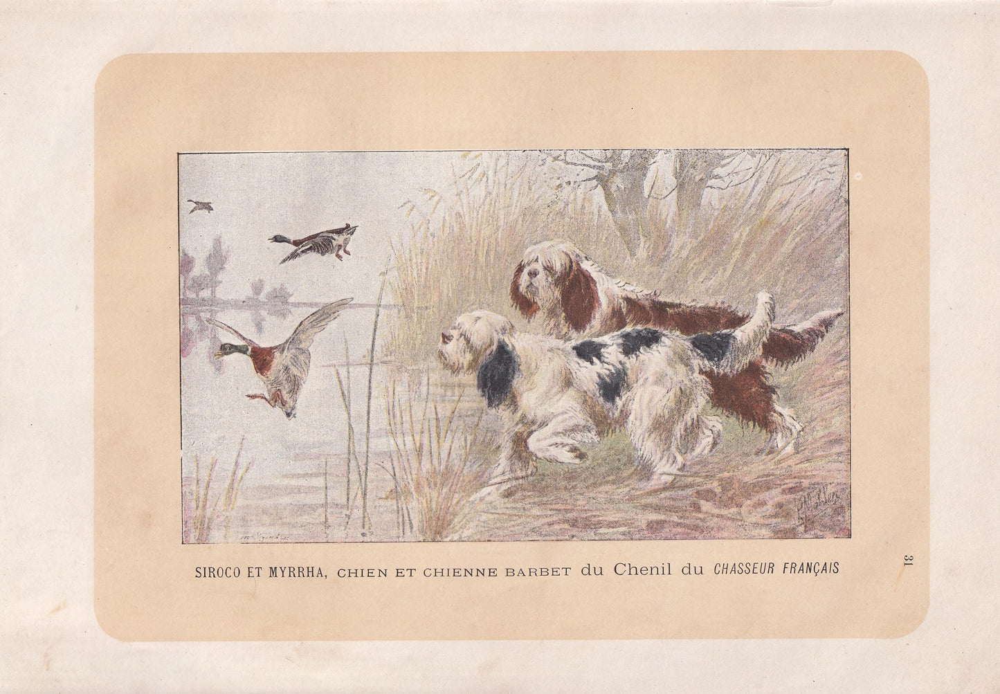 1896 BARBET DOG Print - Original Antique Hunting Dog Print - Dog Wall Art Gift - Animal Art - Dog Lover - 10 x 7 Inches